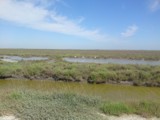 Camargue